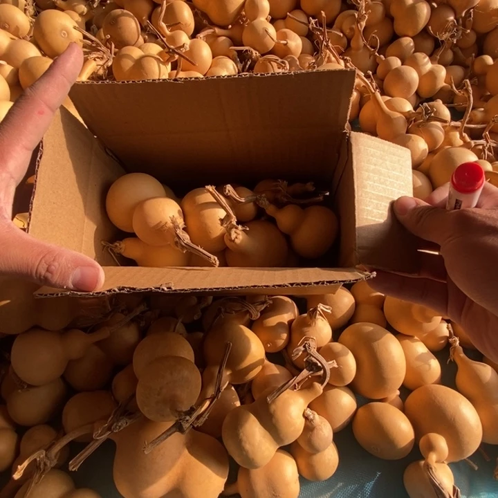 葫芦葫芦六个送一个