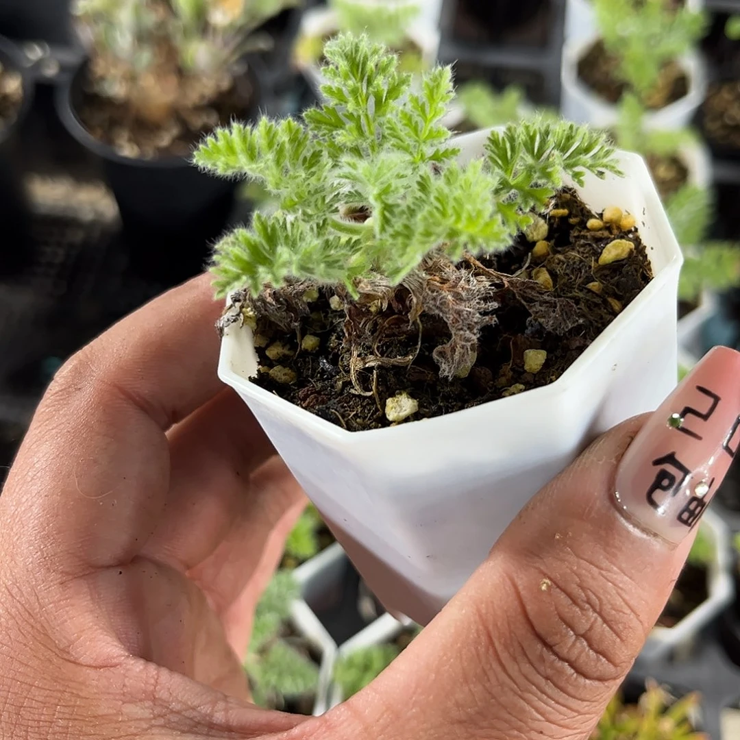 羽叶杨奎单头发货单头