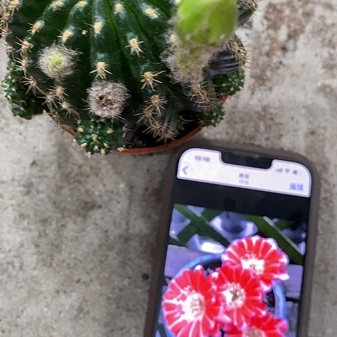 百褶裙丽花，5-8公分左右