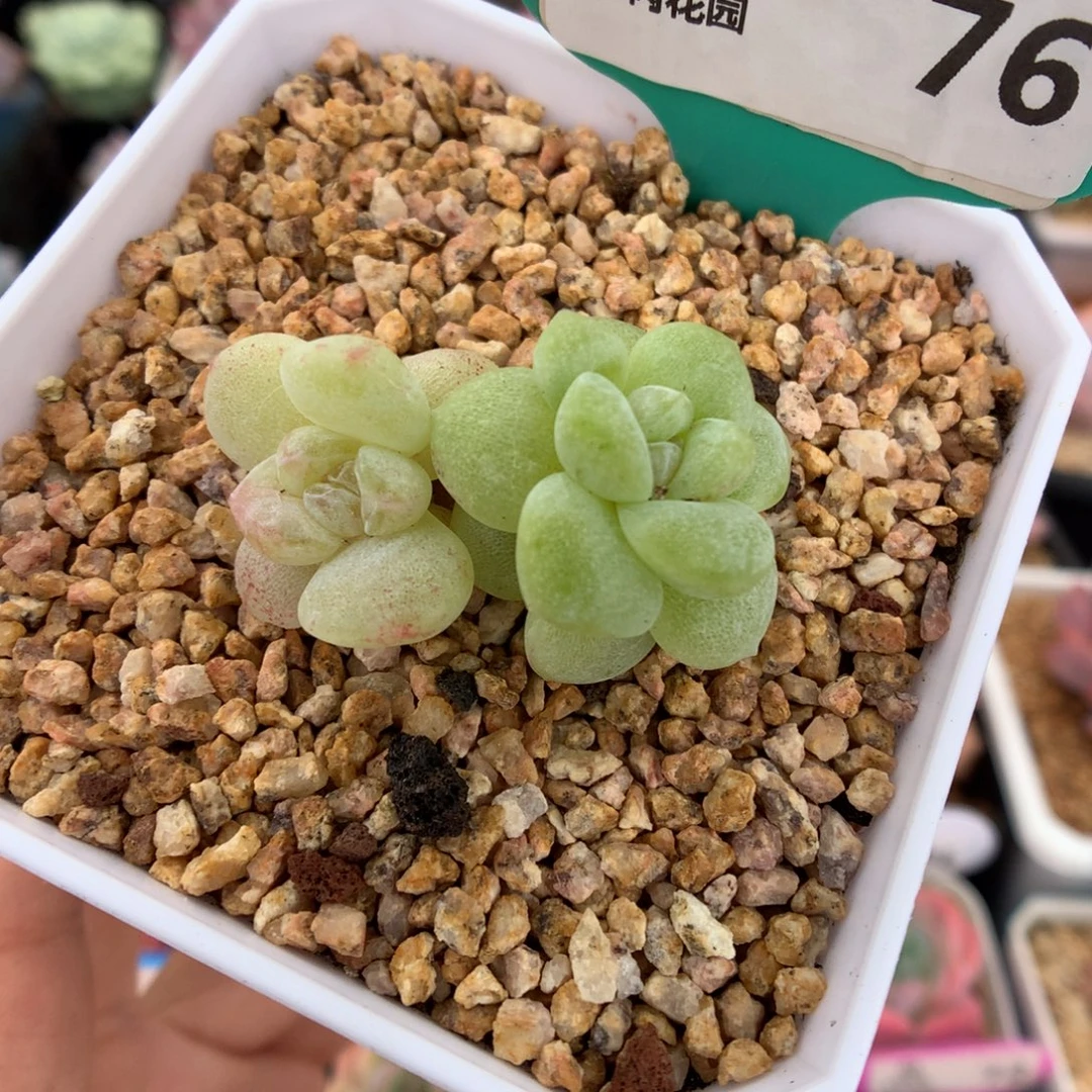 76双头异色化水冰玉石化