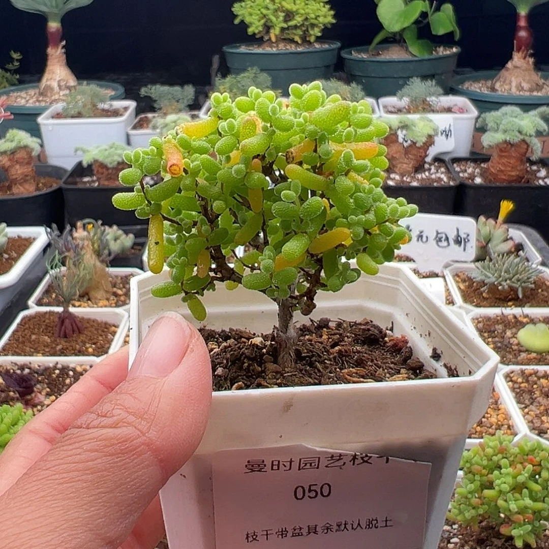 50号密橘糖球11.17多肉