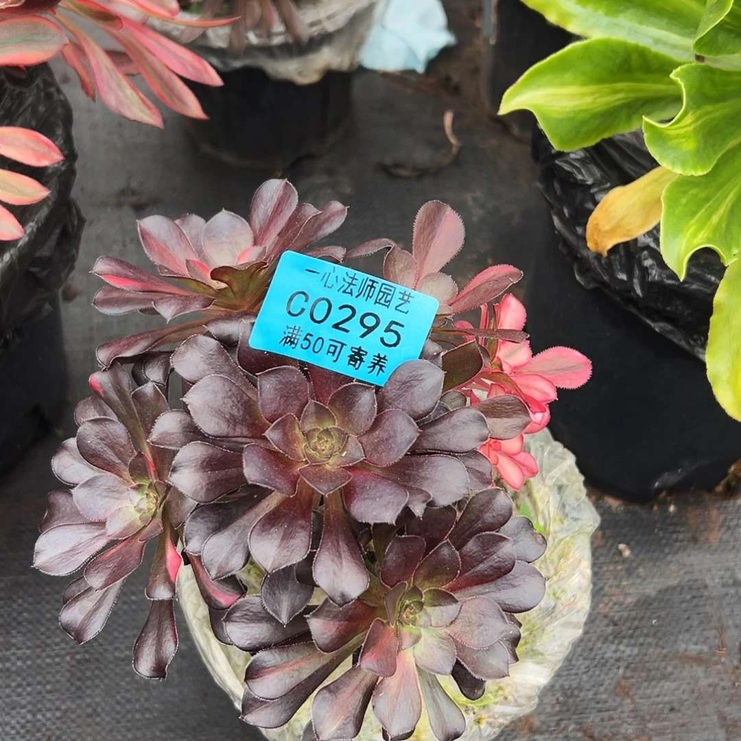 295花蝴蝶、多肉植物