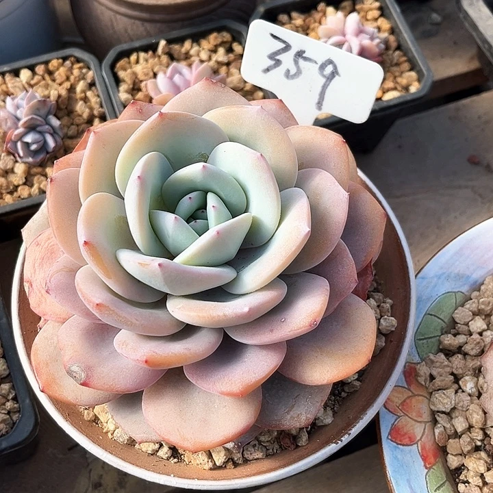 奶*姐我是第一百个为妖刀应援的阴阳