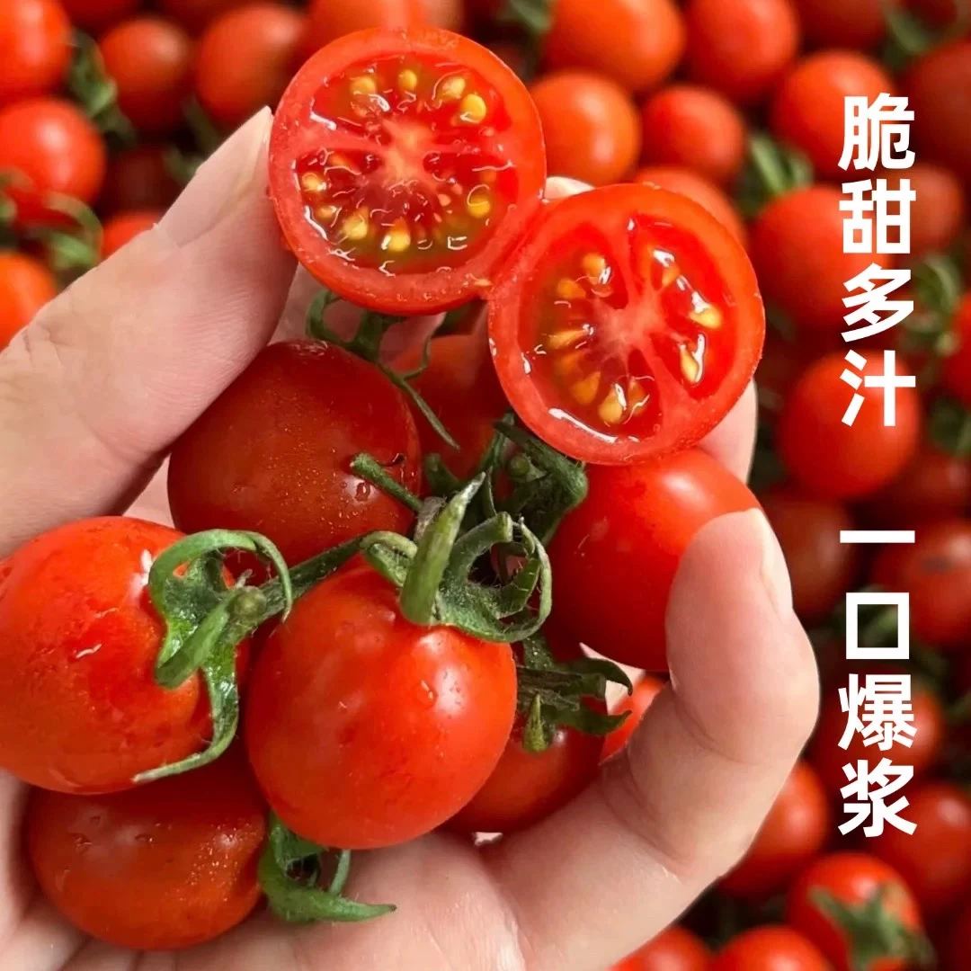 【帅帅媳妇专属】正宗釜山88小柿子大小果混装圣女果