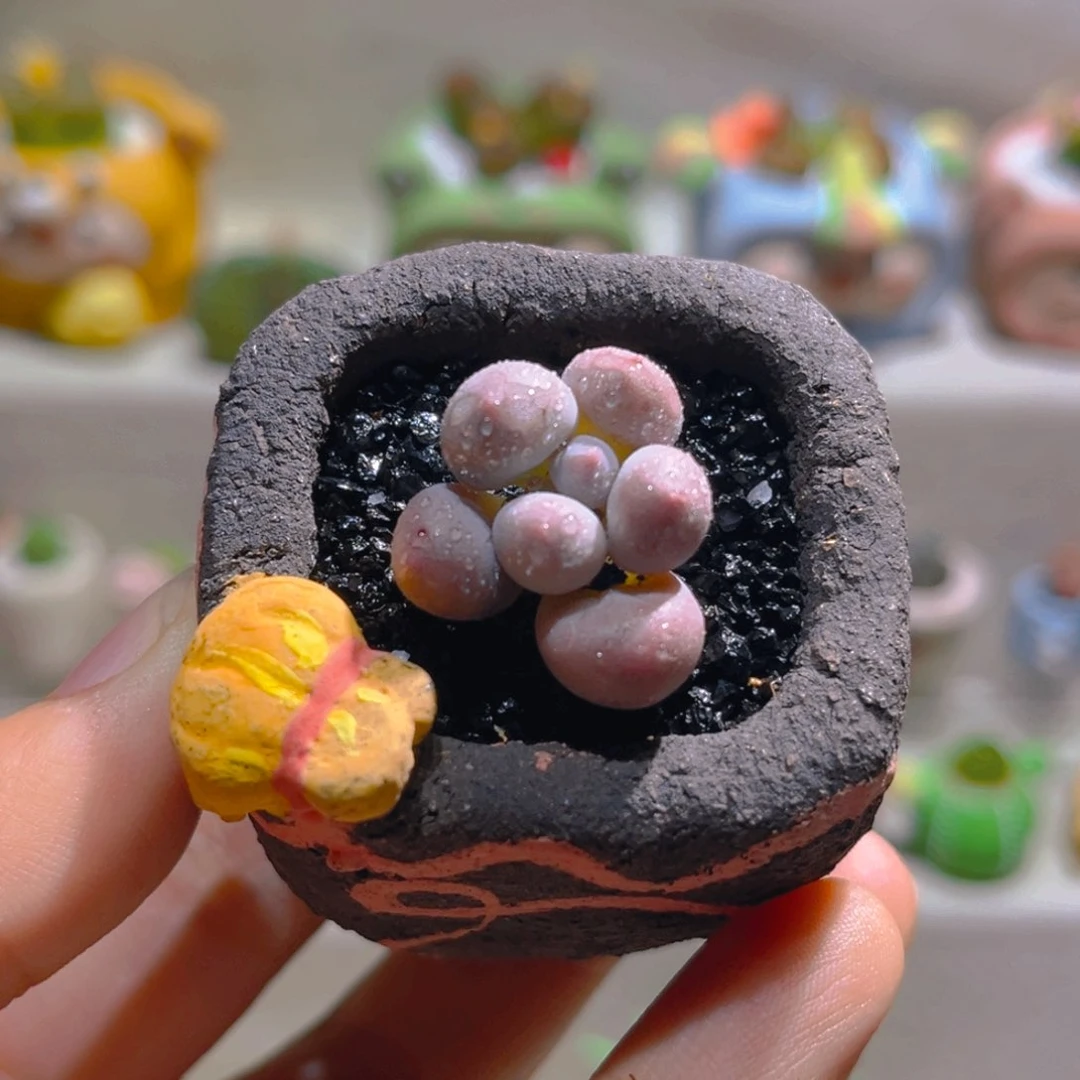 028苹果奶酪带盆土一套25