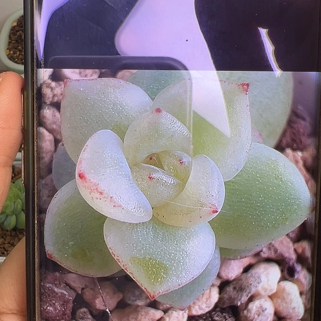 新品X4状态图。