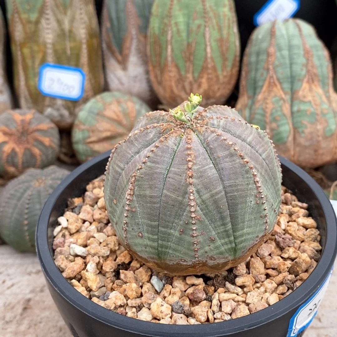 26欧系实生布纹球一物一拍