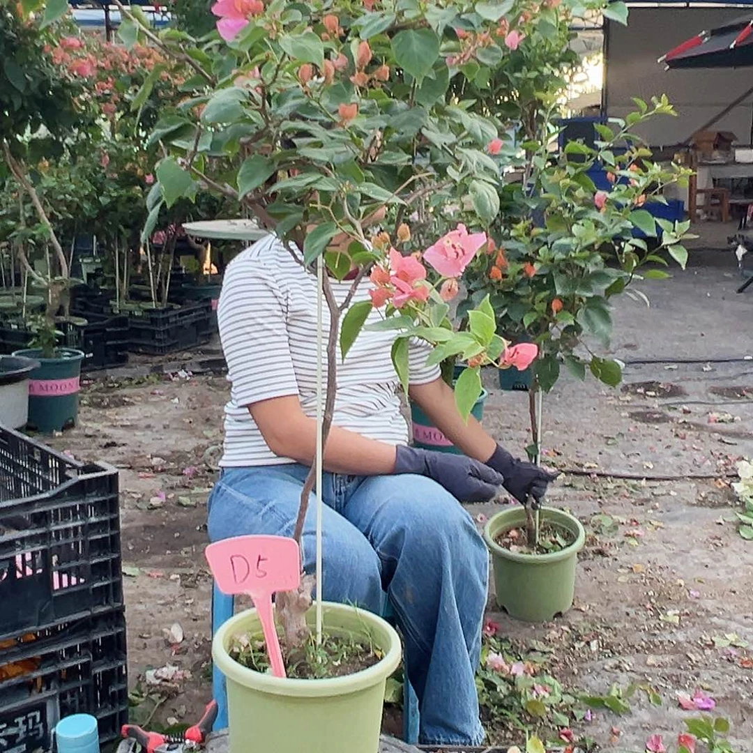 橄***3大部分花苞少量开放D5橙粉