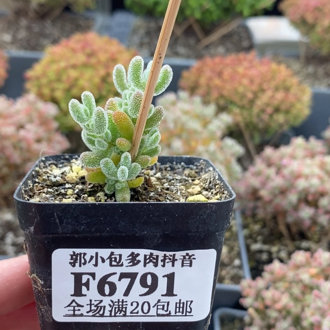 6791五厘米盆冰晶