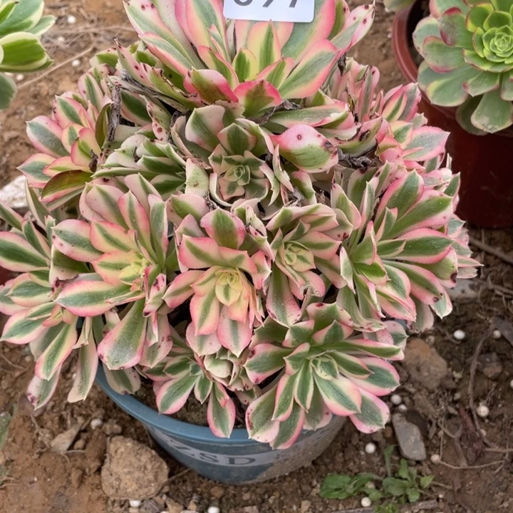 无花朵097多肉植物粉女巫无售后