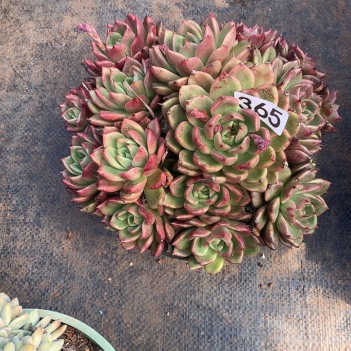 365水晶 一物一拍多肉