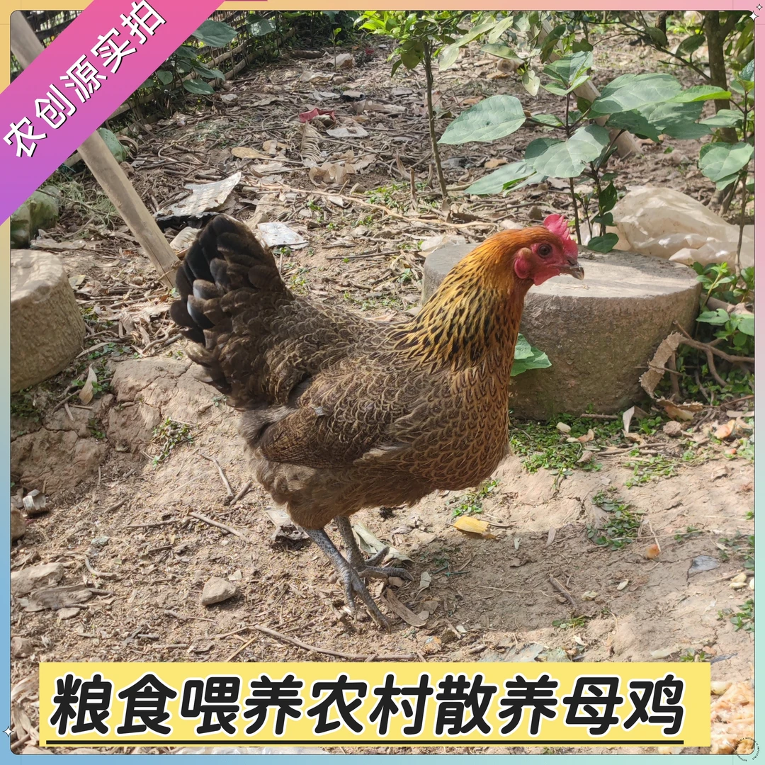 【直播代购】农村纯粮食喂养散养土鸡土鹅土鸭空运发货【顾虑勿拍】