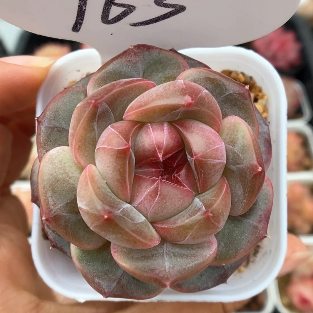 梦岚新品可拍763号。