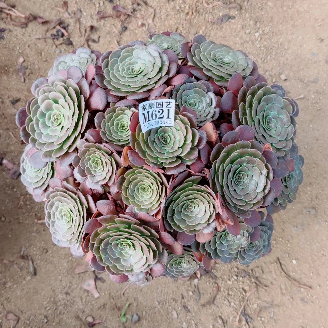 黑骑士发师621冠幅45