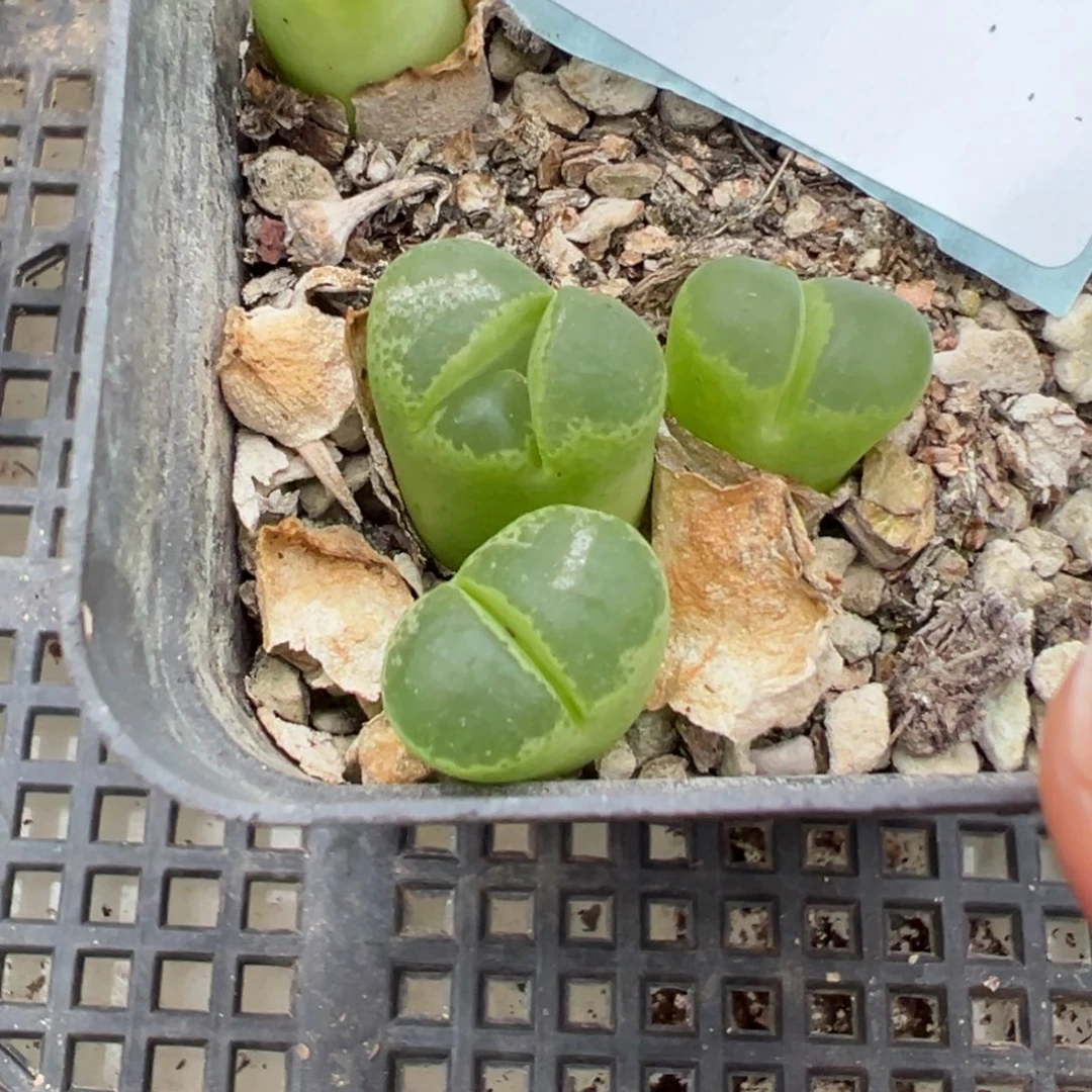 22-229肉锥多肉植物
