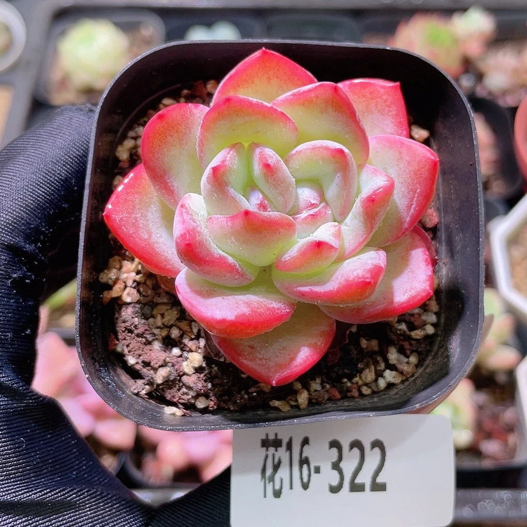 花利美16-322草莓泡芙