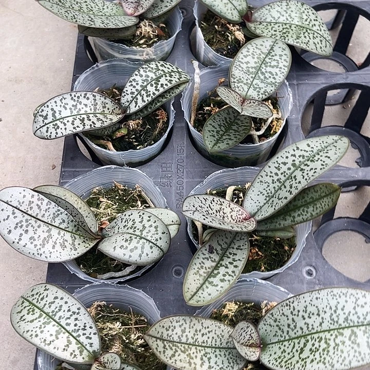 全部花苞银叶实生福利