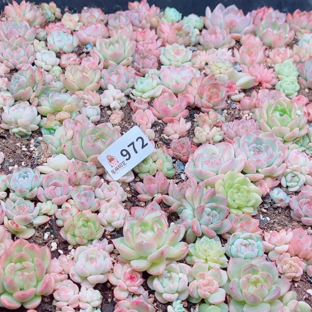 花***语多肉植物多肉植物