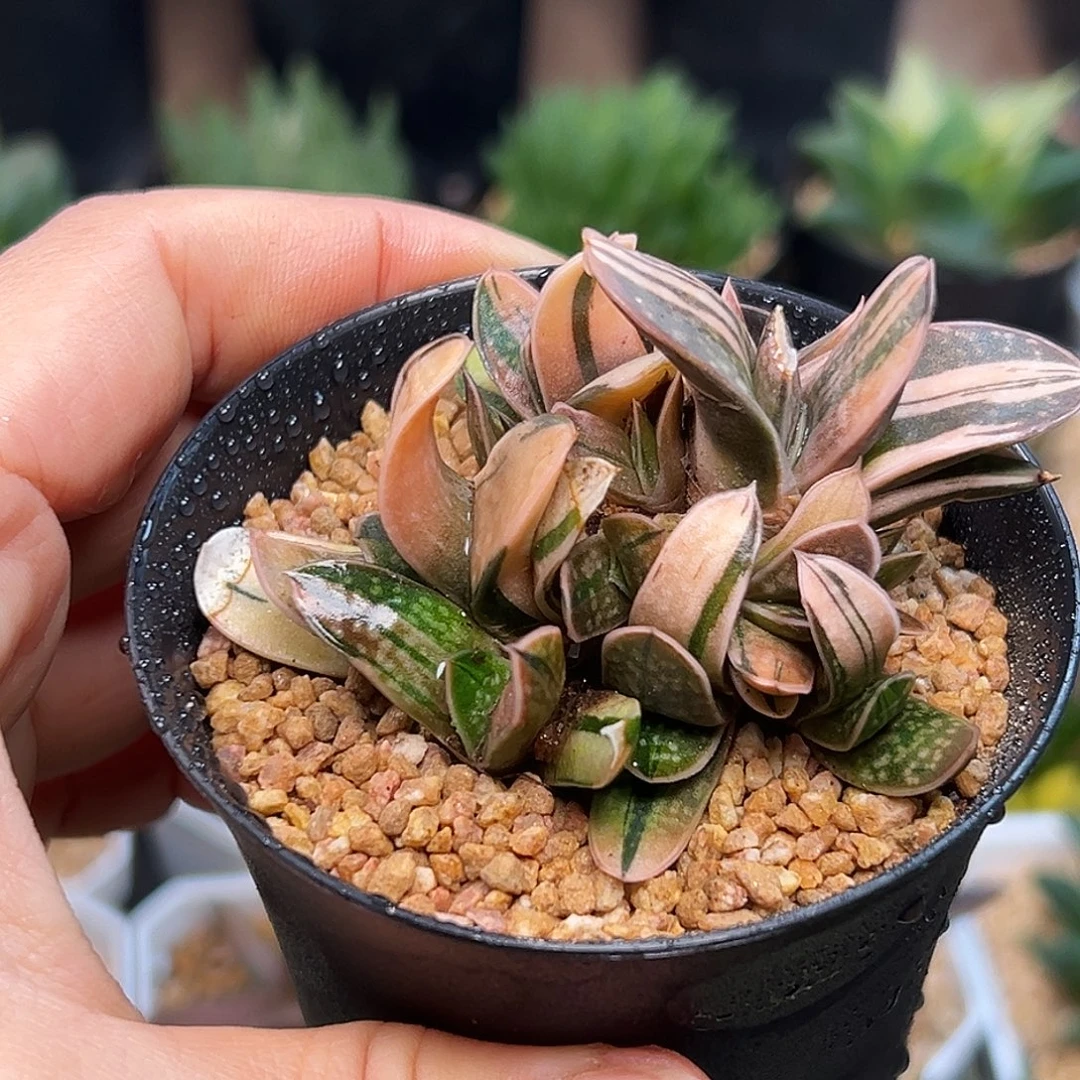 稀有子宝锦群一颗