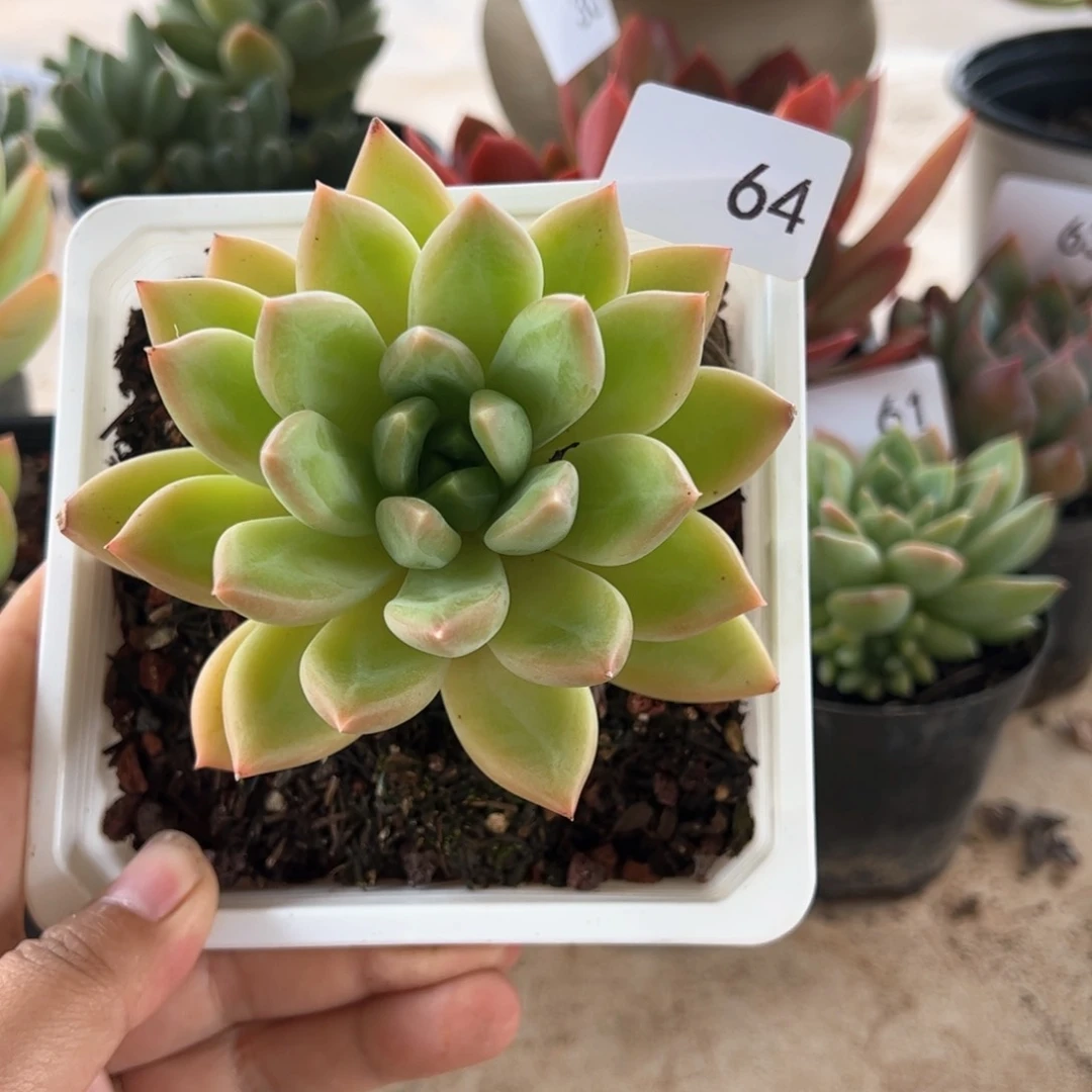 【闪购商品】苹果芒。64。1111111