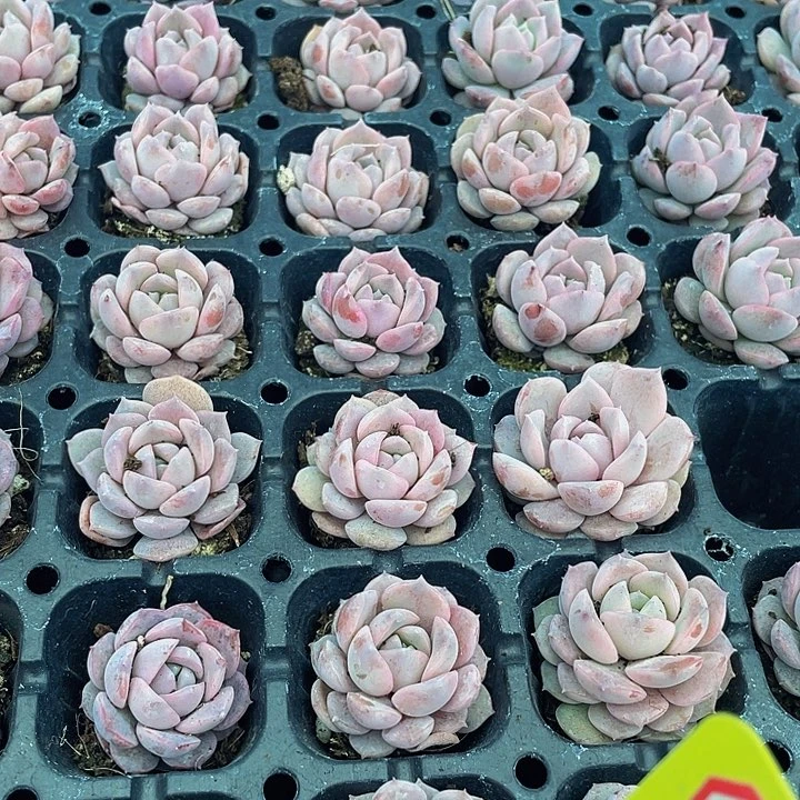 小恩赐1元带土发