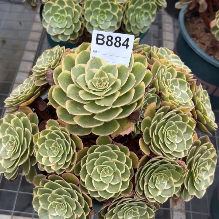 884粉花妖22厘米左右