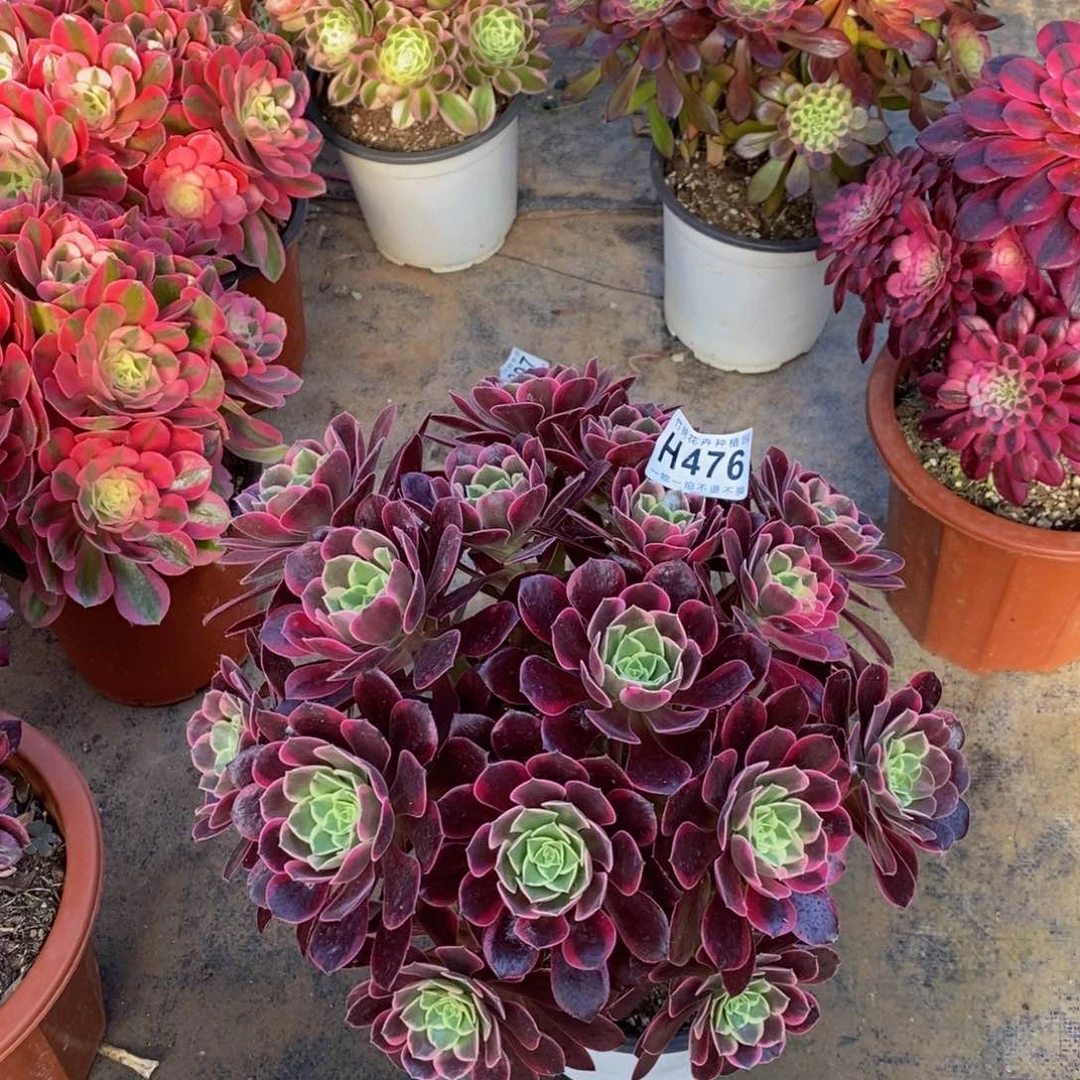 全部花朵476丛林金丝雀嫩桩