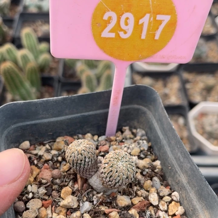明***远实生赤花精巧殿29170000