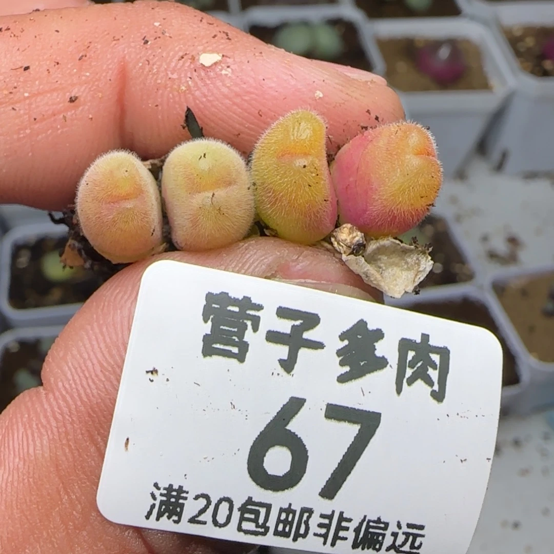 长毛两颗双头。