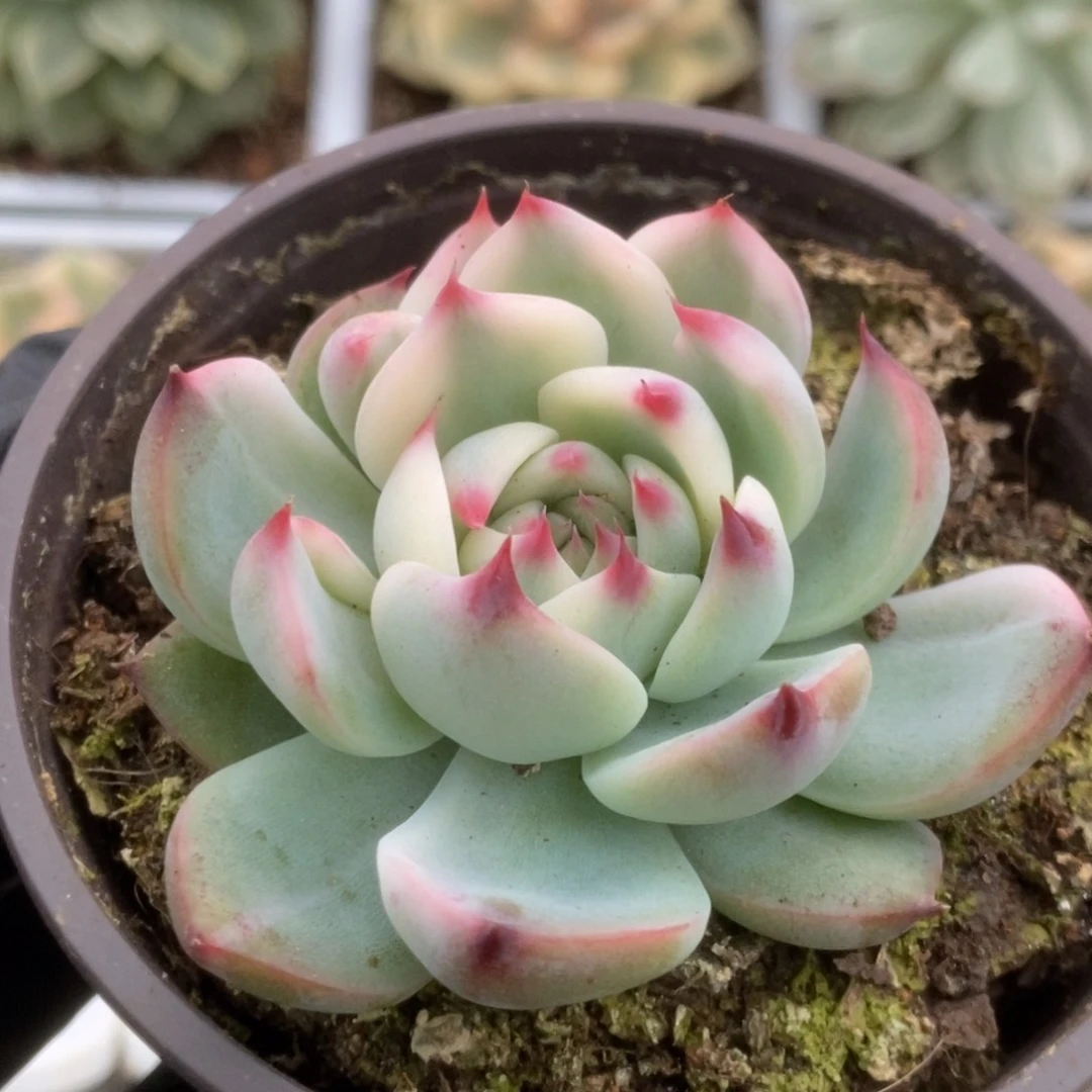 251锦锦锦锦锦锦锦锦