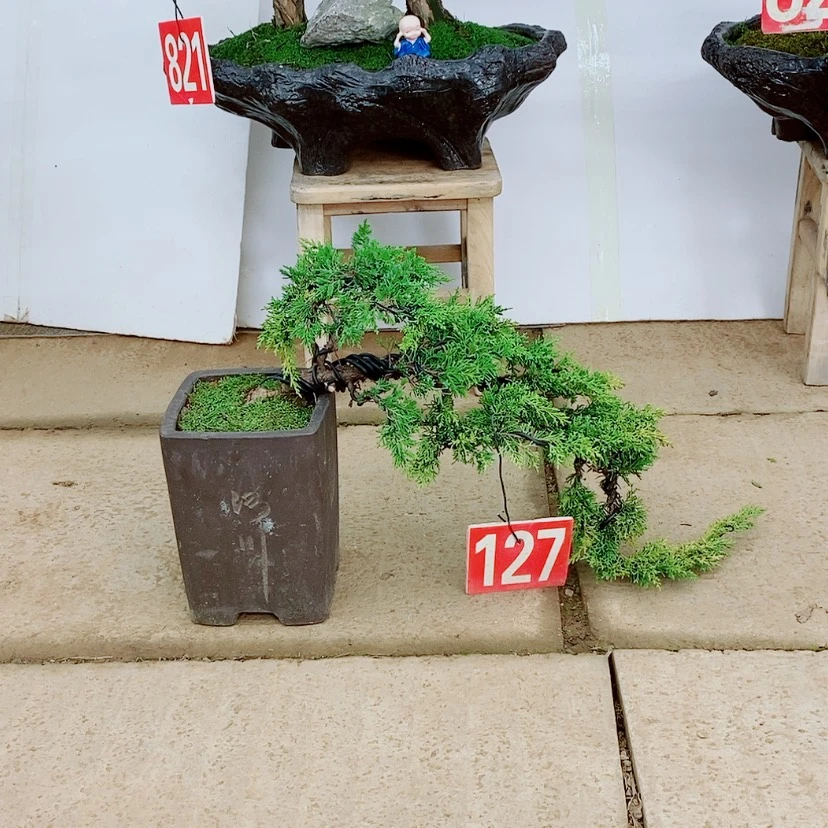【闪购商品】黄金真柏