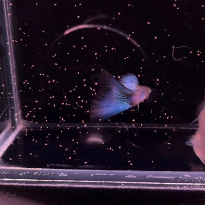 孔雀鱼莫斯科绿1对