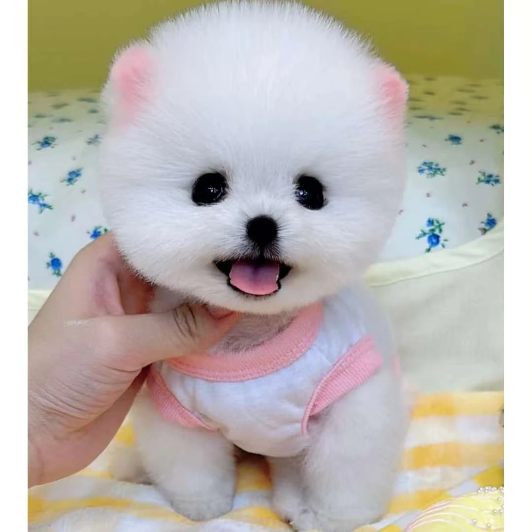 【洋洋家】博美茶杯犬