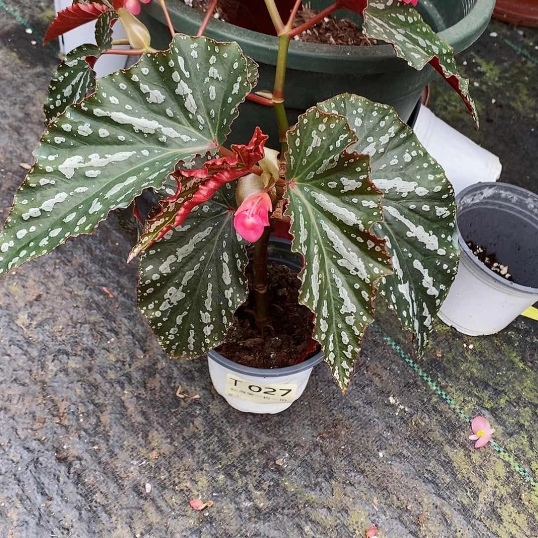 不开花植物花*花秋海棠027