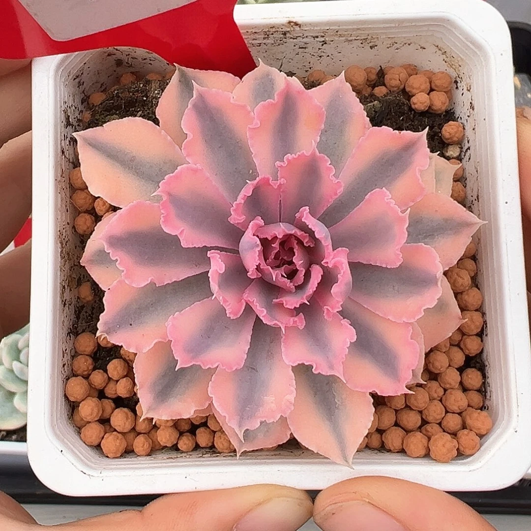 9号晚霞之舞锦多肉植物