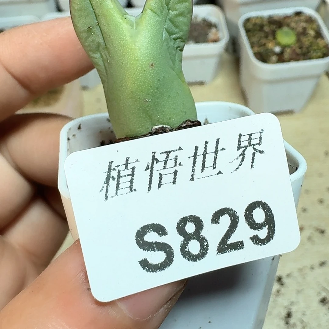 829号多肉植物哇c f