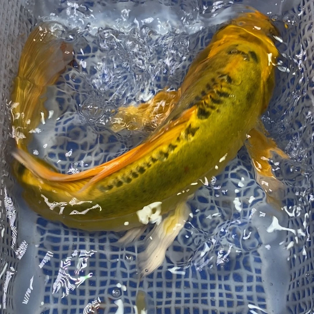 锦鲤冷水锦鲤包邮