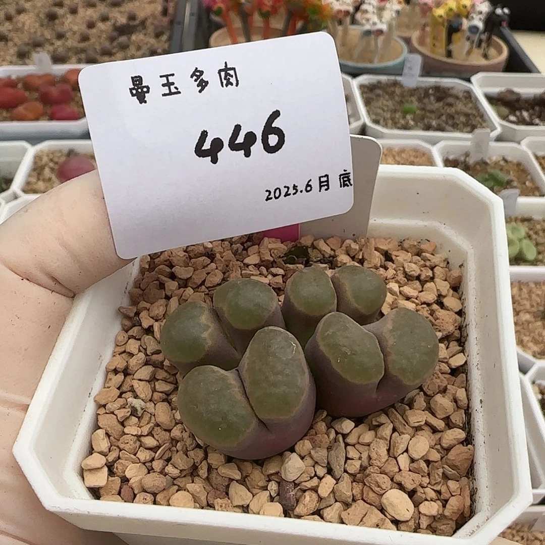 R***n多肉多肉多肉6.29-446万花筒