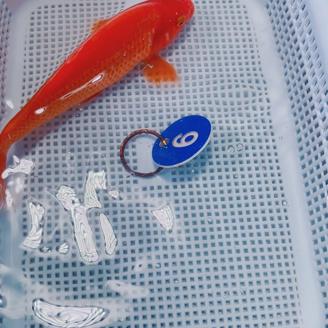 海水鱼锦鲤观赏鱼6