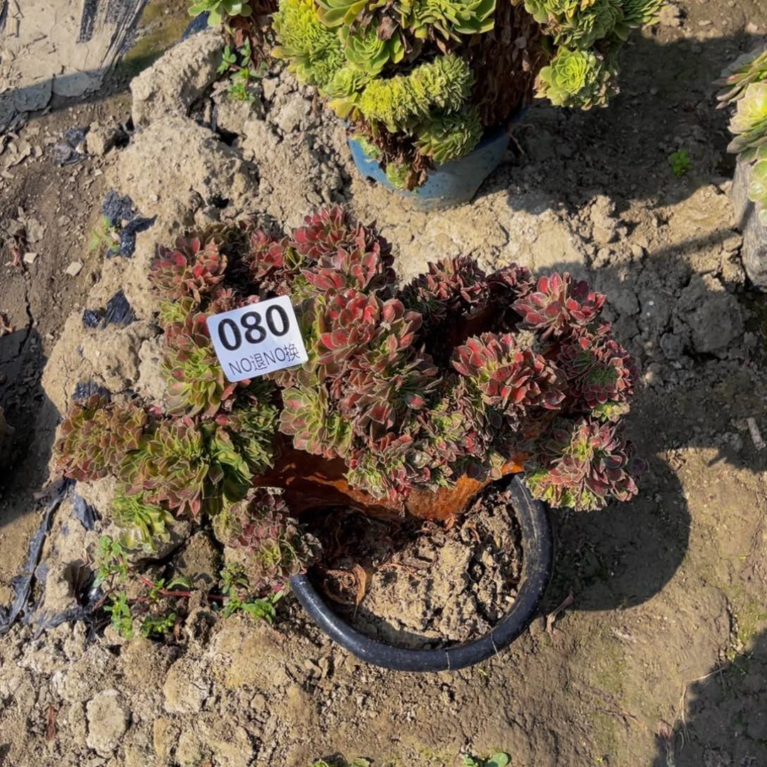 女巫中斑缀化5-20