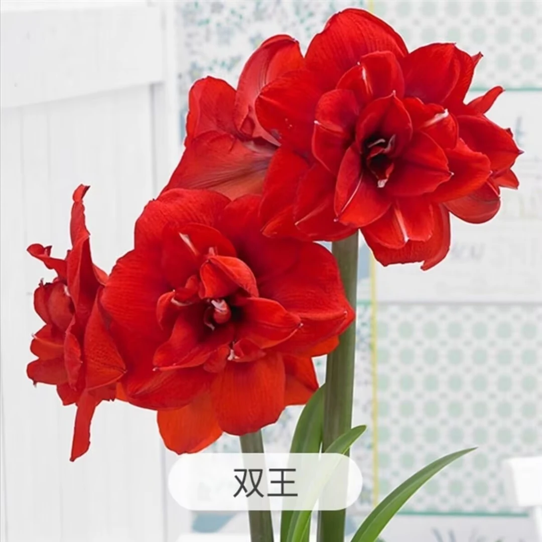 （2颗装）双王朱顶红种球 5-6厘米