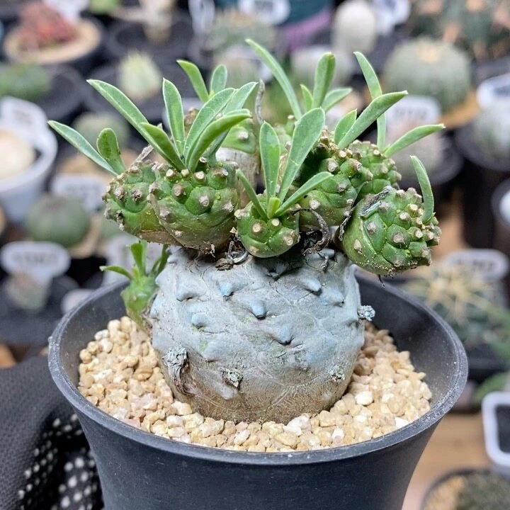 62号实生峨眉山群生4cm