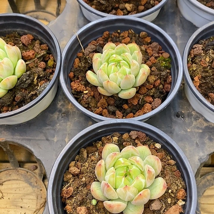 团。雪花珍妮。福利多多