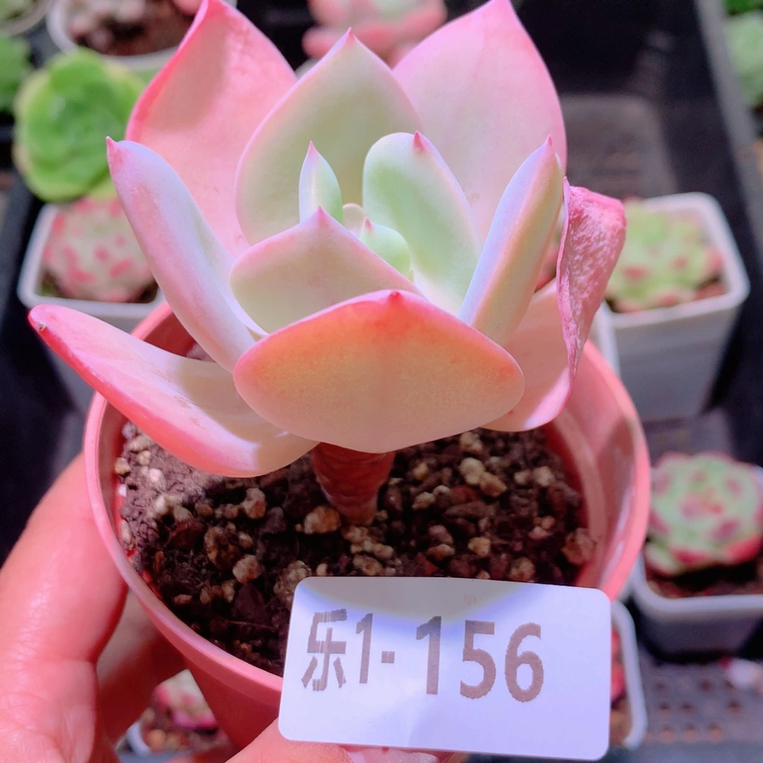 乐然1-156 白凤单头