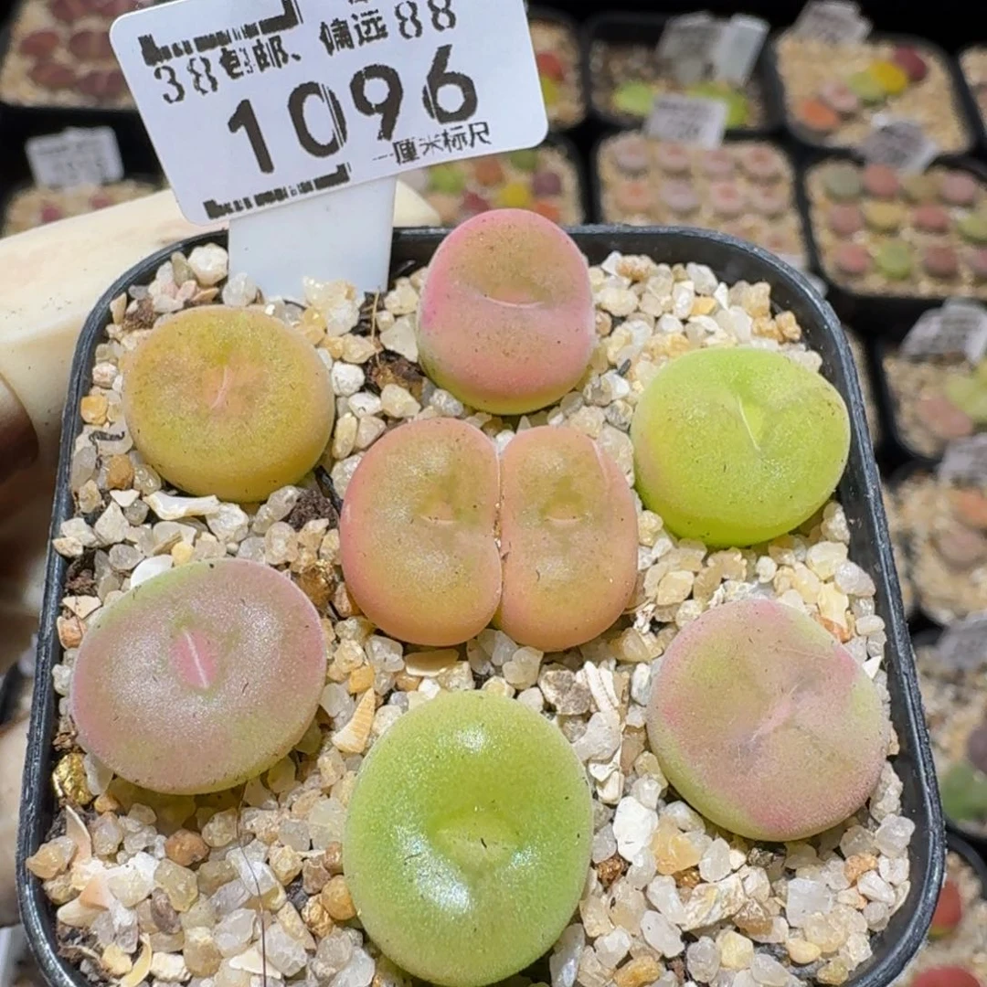 Ssss精品生石花1096