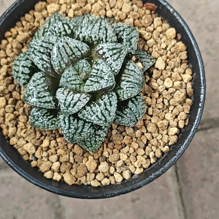 蓝钻一颗多肉植物原盆土