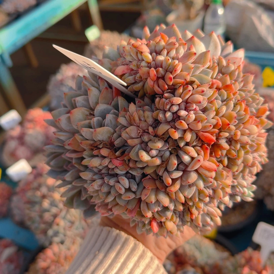 62号微瑕疵11111111