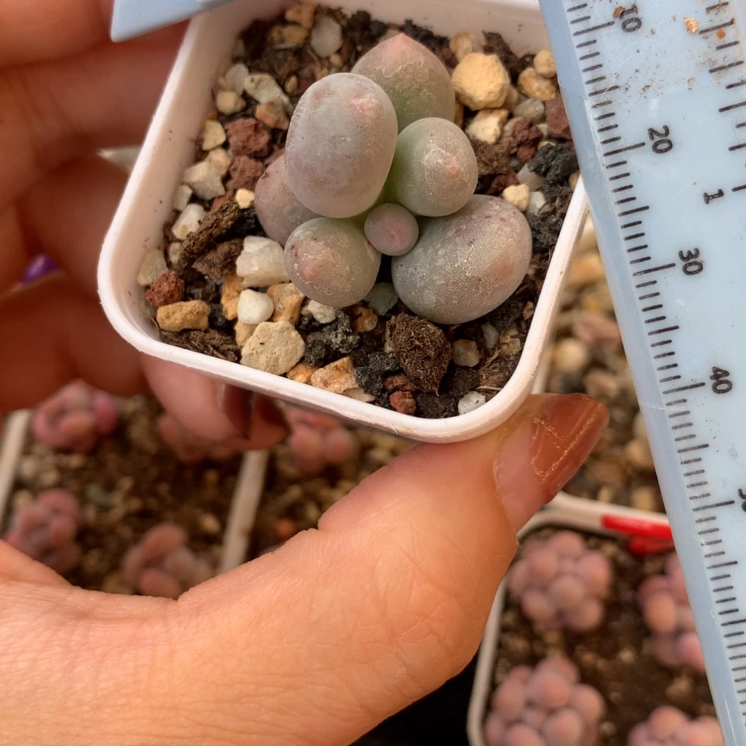 米可奶 不凑满28元发一片叶 不售后 到付