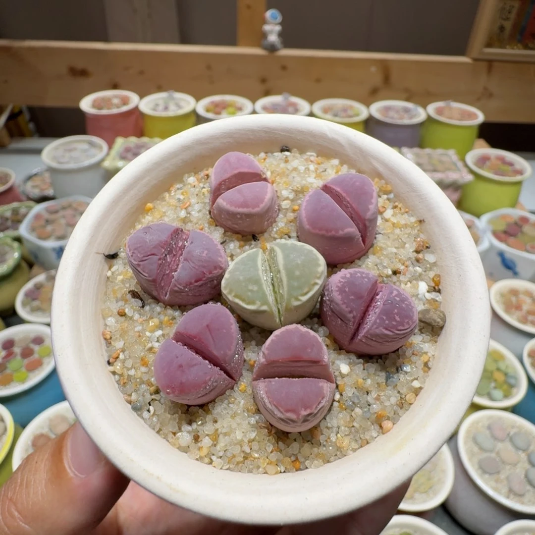 蘑菇222红大内彩拼