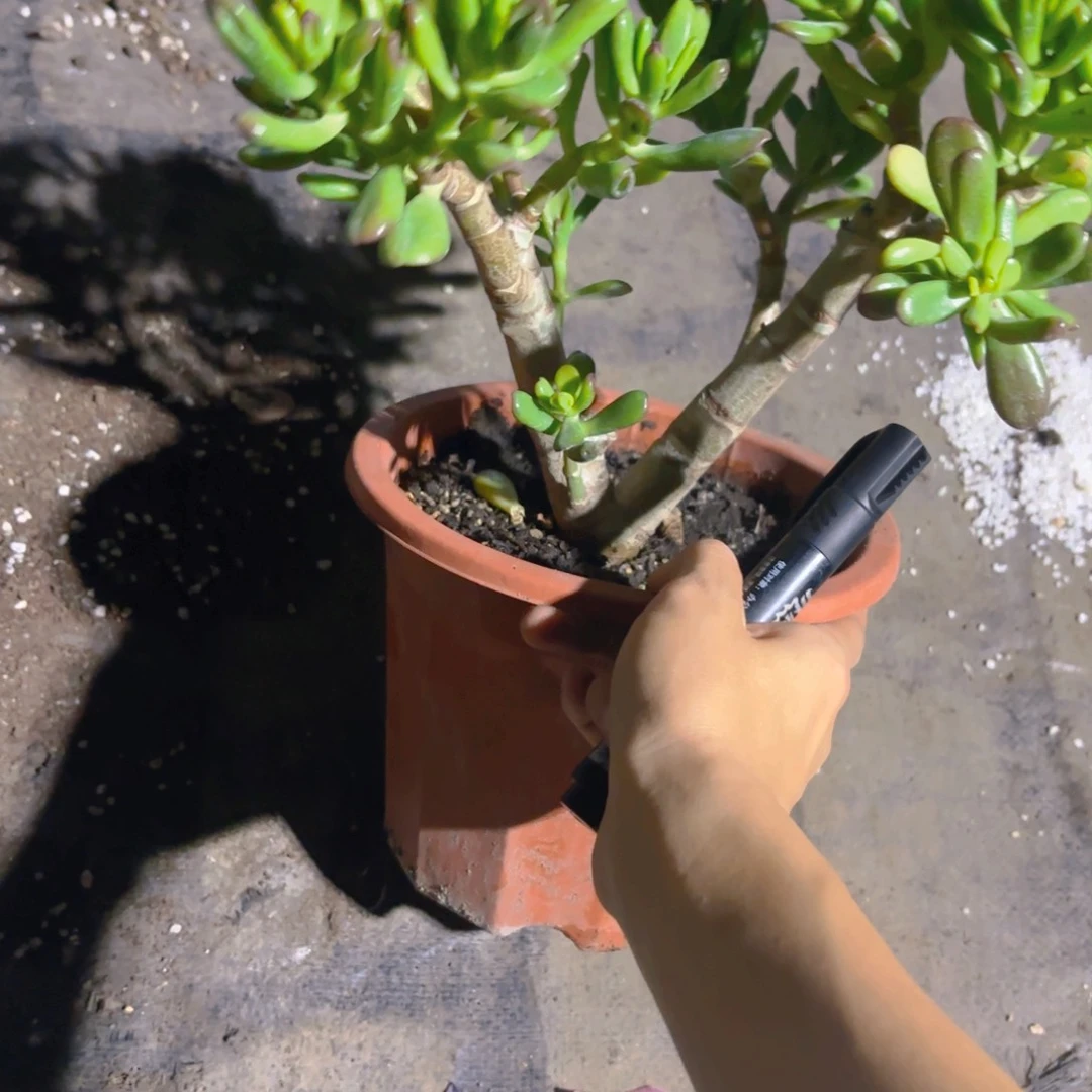 盐***水招财猫新疆包邮新疆包邮